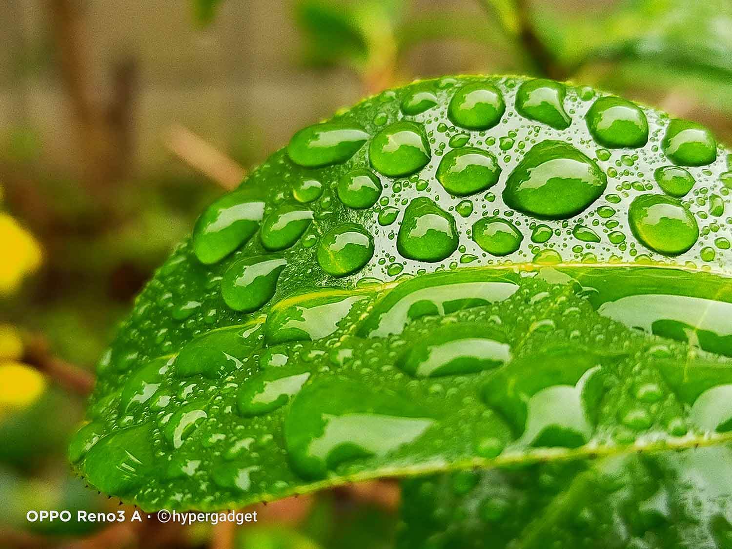 マクロ非搭載のoppo Reno3 Aで無理やり接写してみたら雨上がりが楽しみになった 思ってたより寄れる