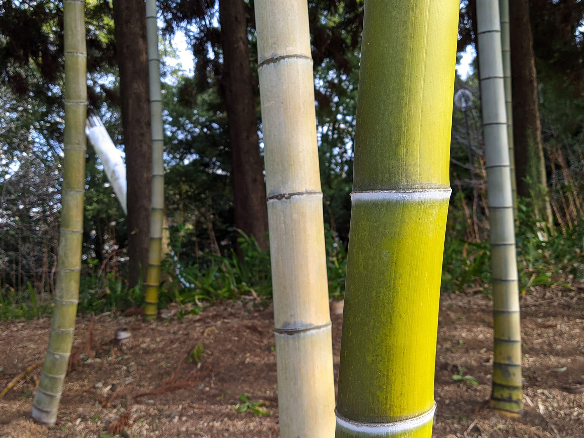 Xiaomi Redmi 9Tで撮影した竹やぶ