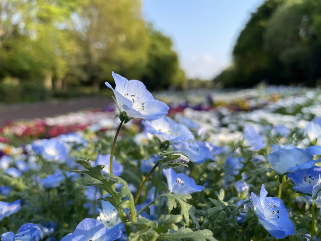 iPhone 12 miniのメインカメラで撮影した青い花の画像