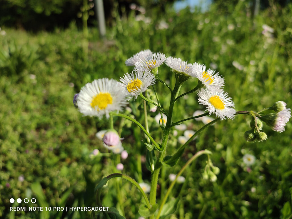 Redmi Note 10 Proで撮影した白い花の写真