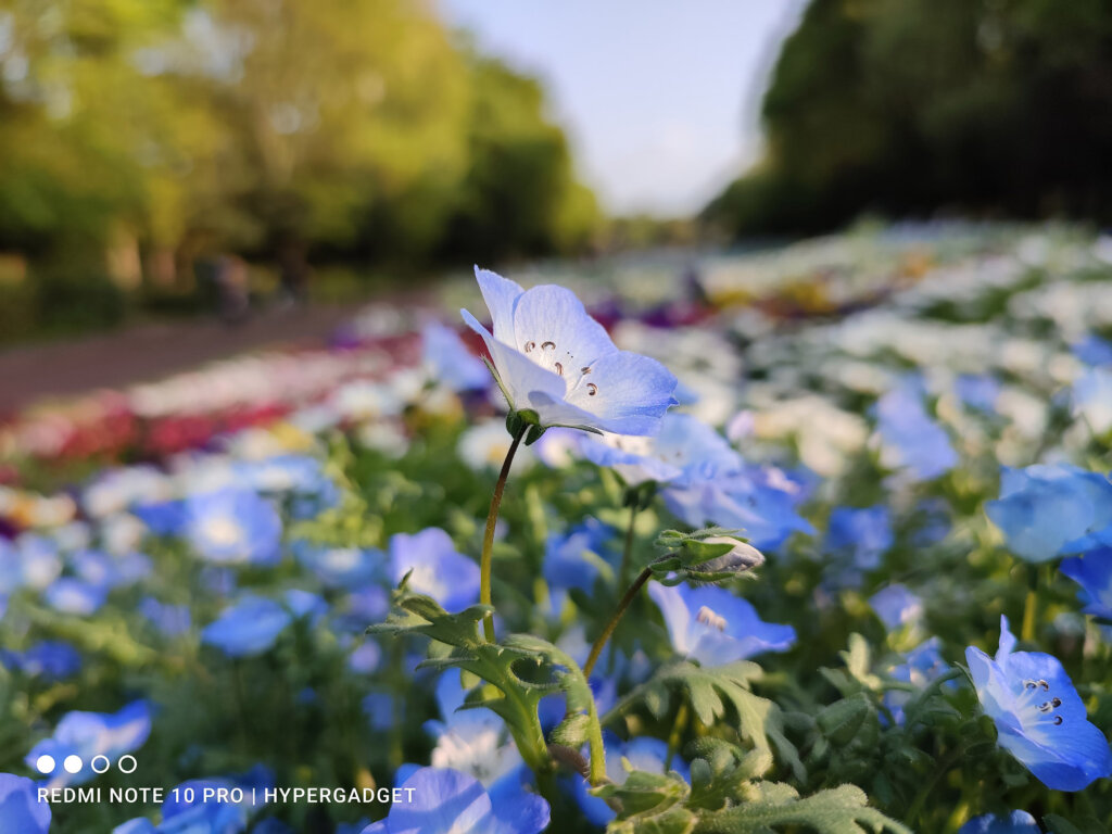 Redmi Note 10 Proのメインカメラで撮影した青い花の画像