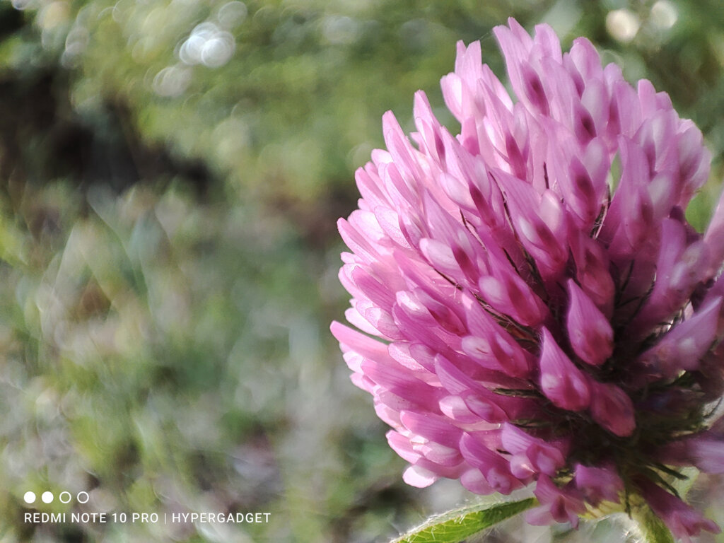 Redmi Note 10 Proのマクロカメラで撮影したピンクの花