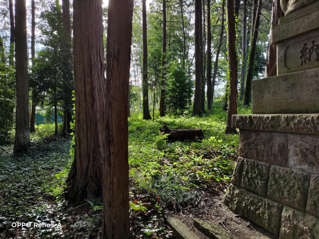 緑の木陰2