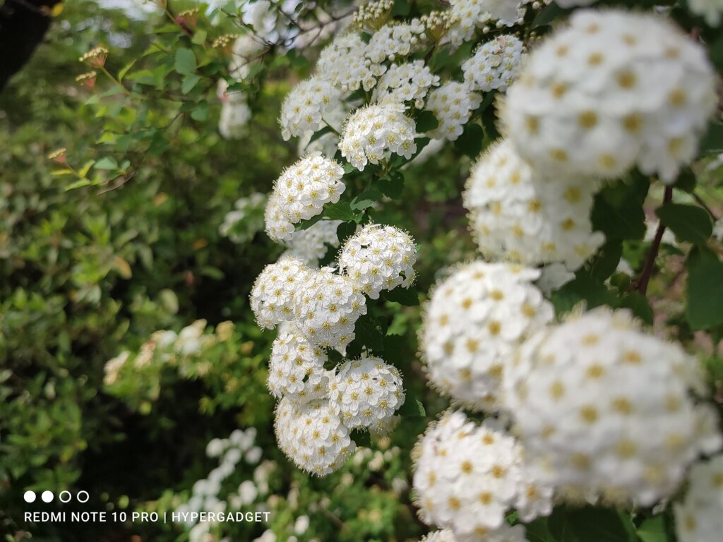 白い花