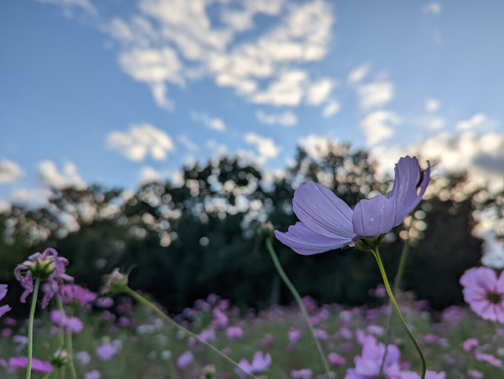 Pixel 6で撮影した秋桜2