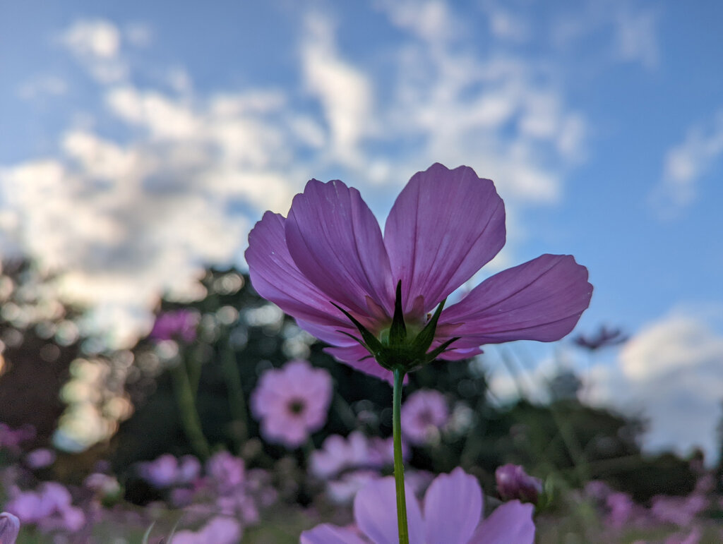 Google Pixel 6で撮影した秋桜1