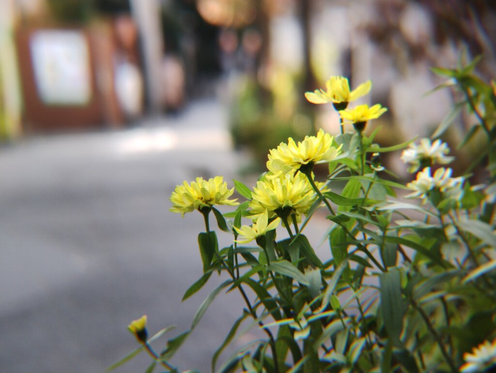 黄色い花