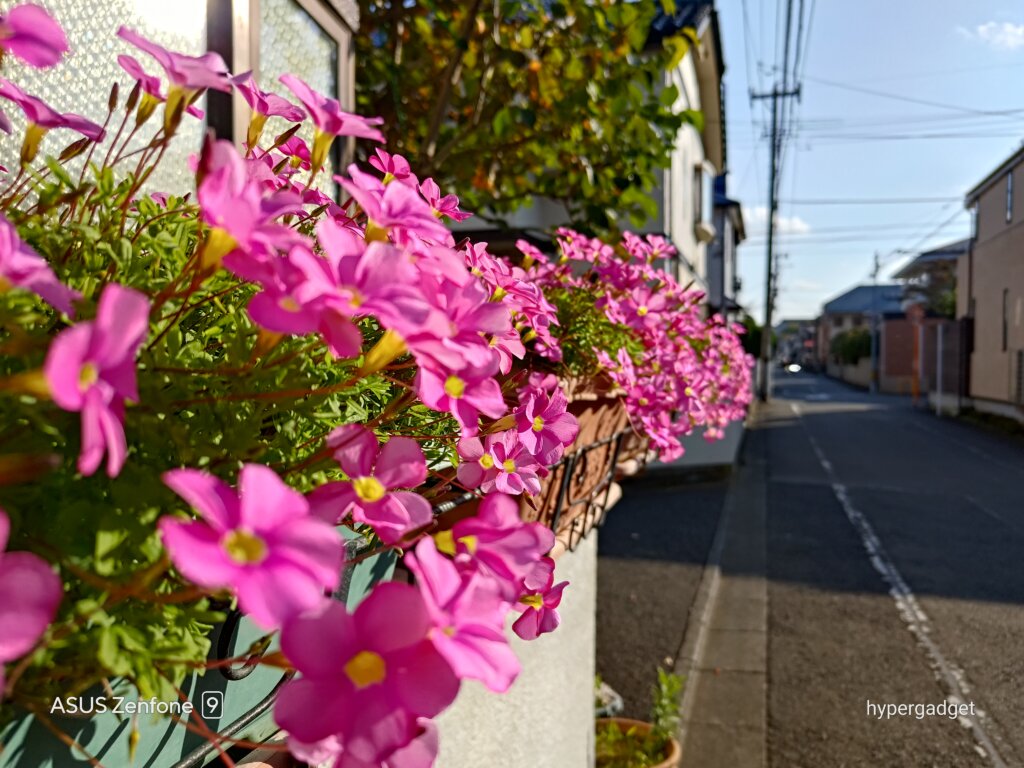 ピンクの花
