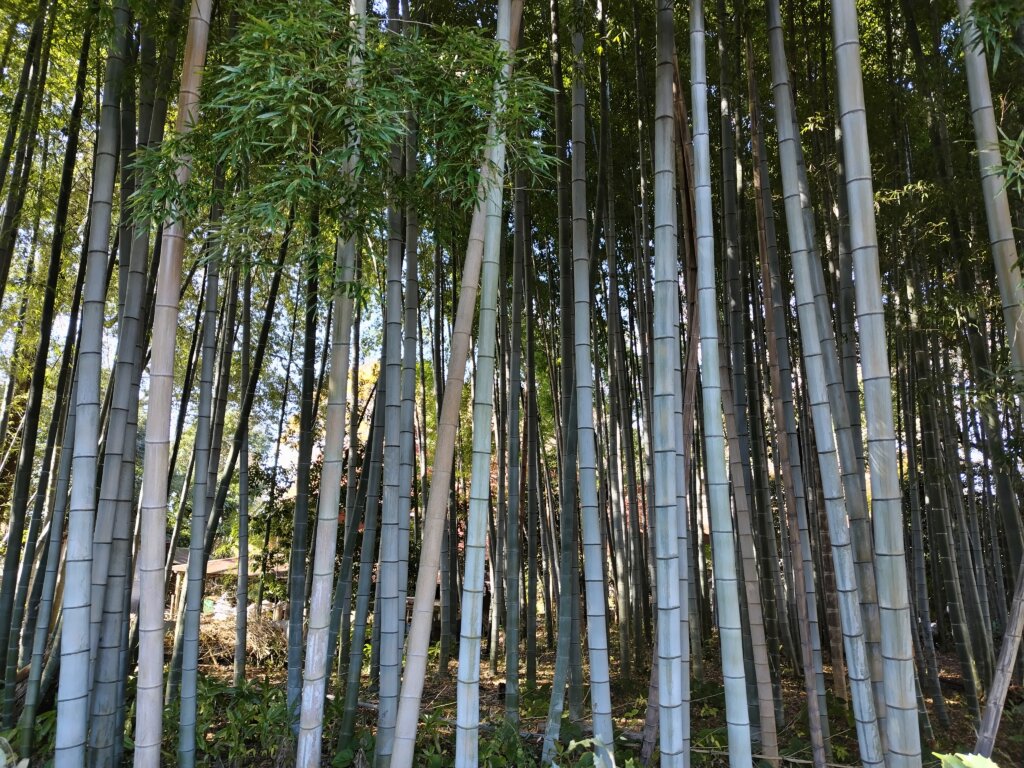 竹林2