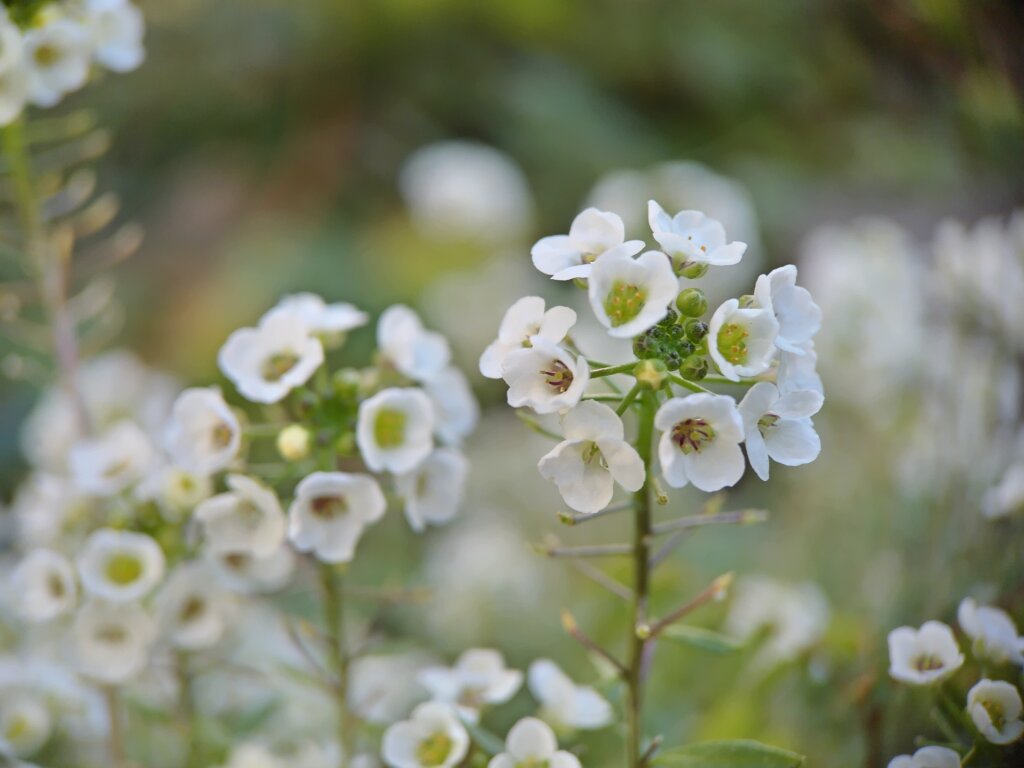 小さい白い花