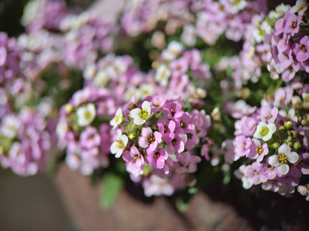 白紫の小さい花