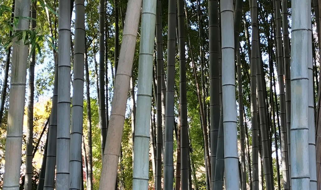 竹林拡大2