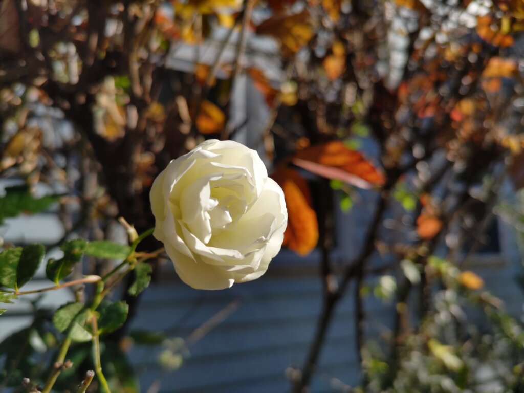 小さい白いバラ1