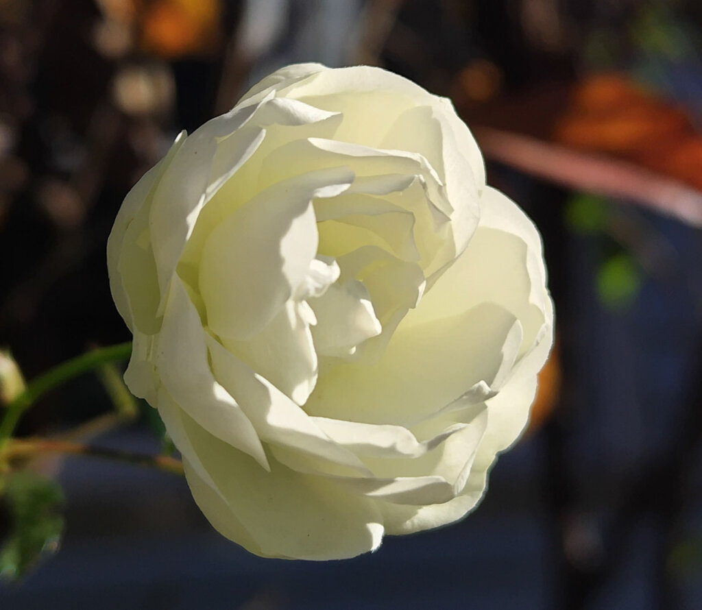 小さい白いバラ拡大2