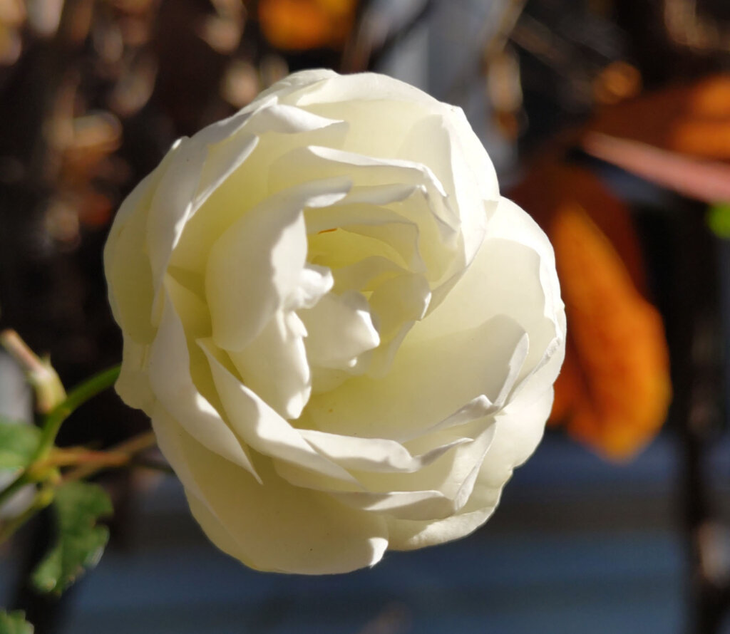 小さい白いバラ拡大1
