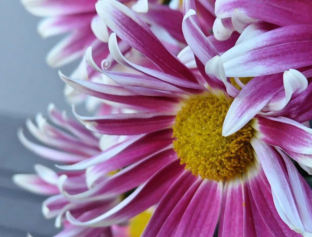 白紫の花拡大2
