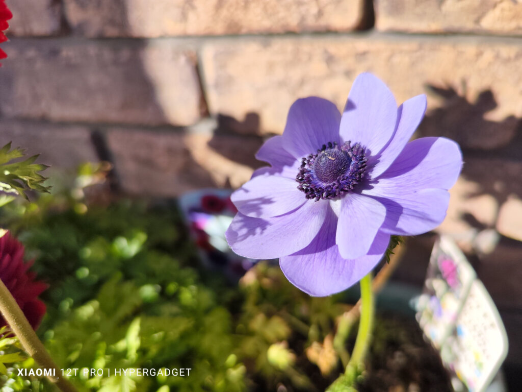 紫の花