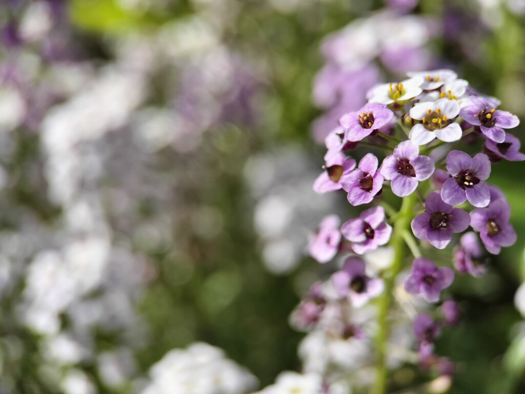 白と紫の小さい花