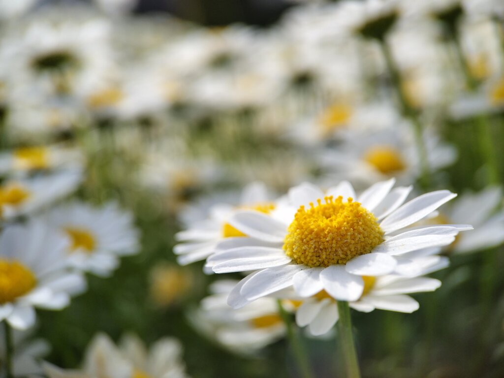 白い沢山の花