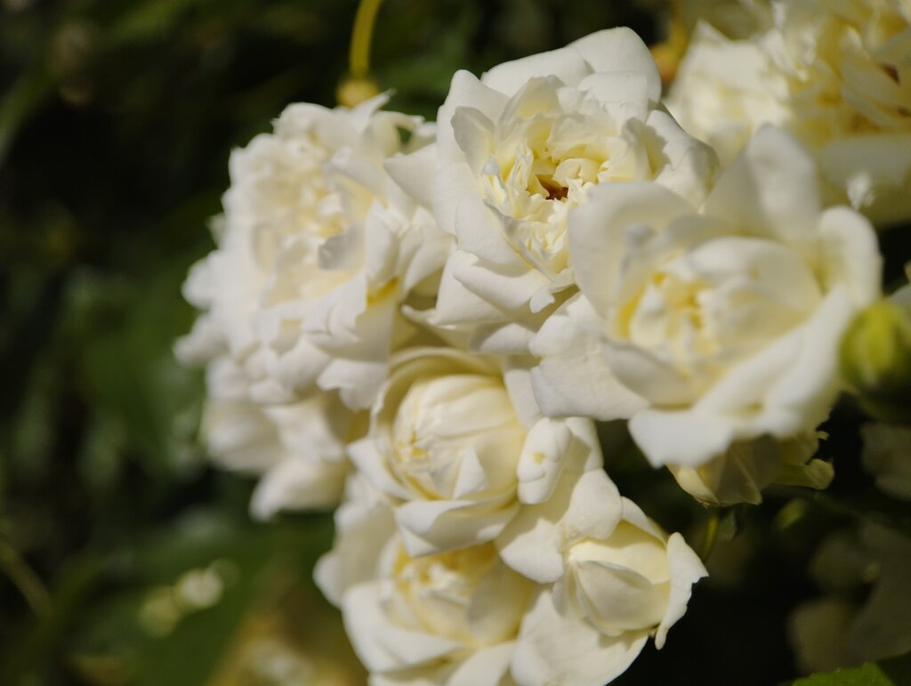 小さい白いバラ