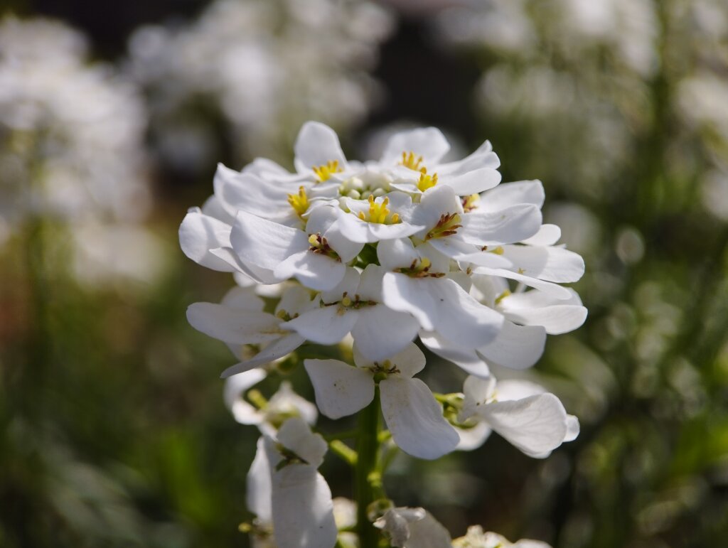 白く花びらが沢山ある花
