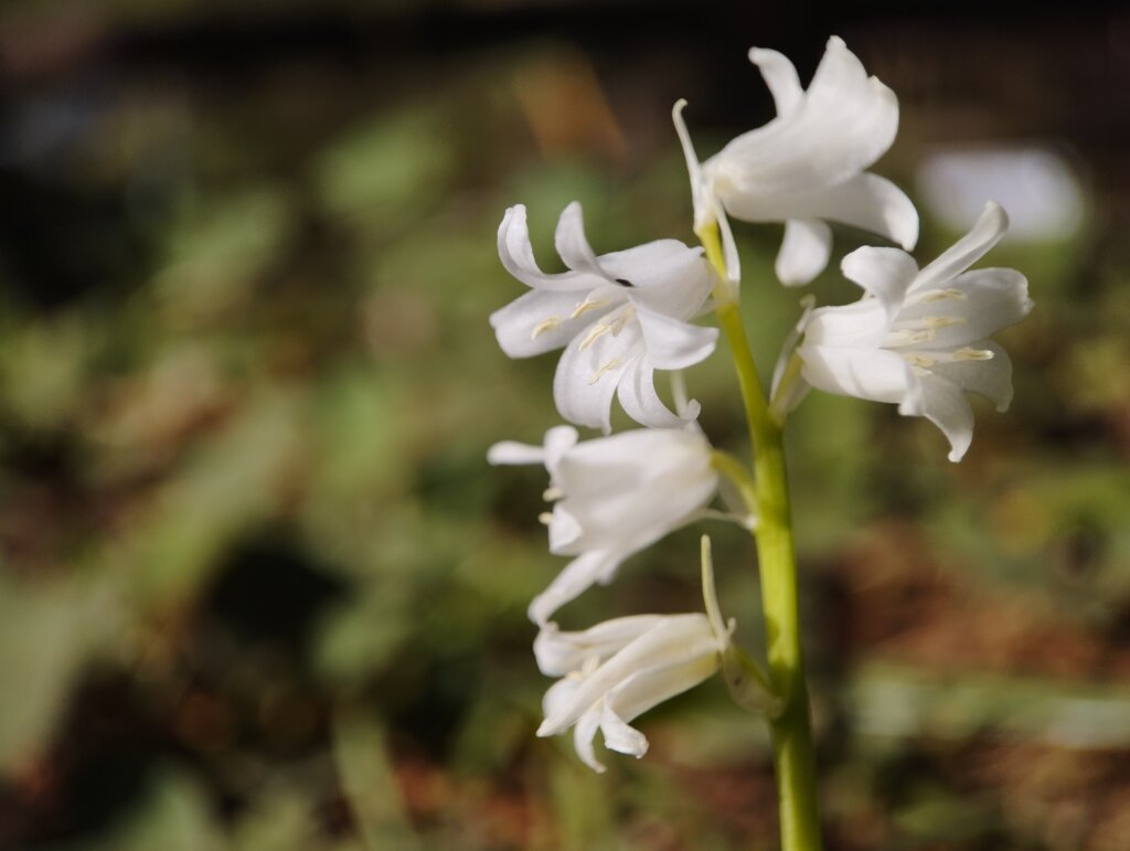 小さい白い花