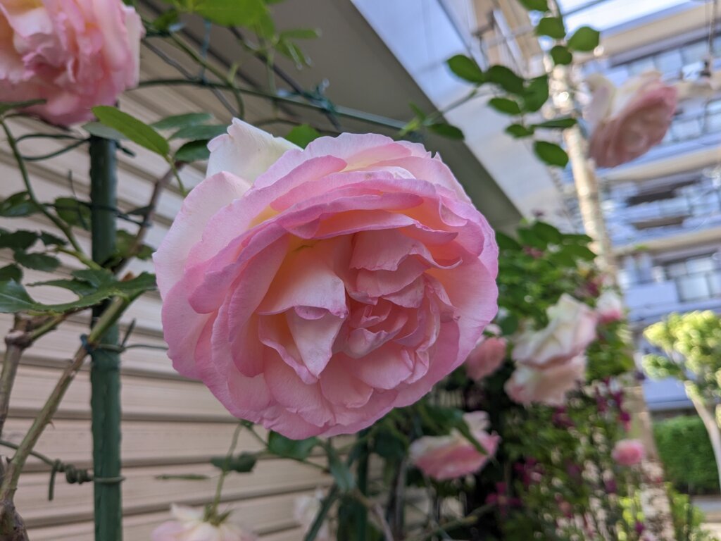 日陰で撮影したピンクの花1