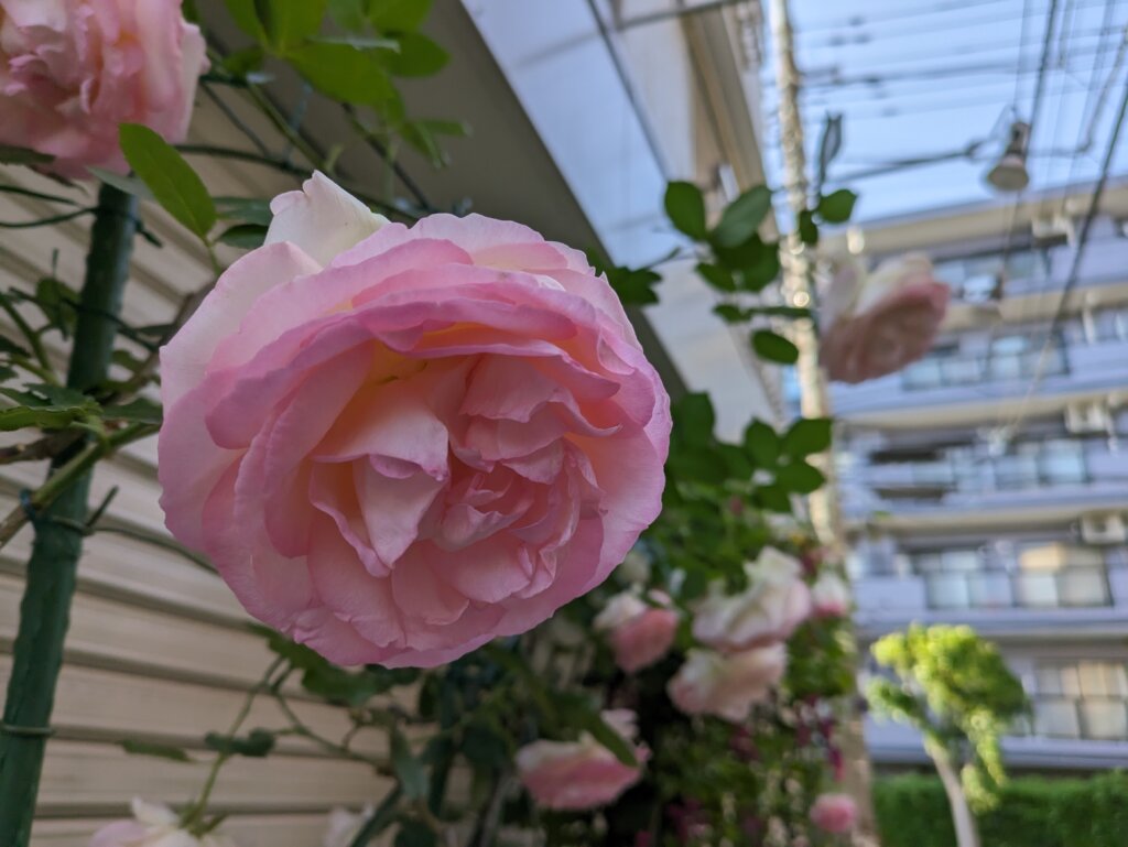 日陰で撮影したピンクの花2