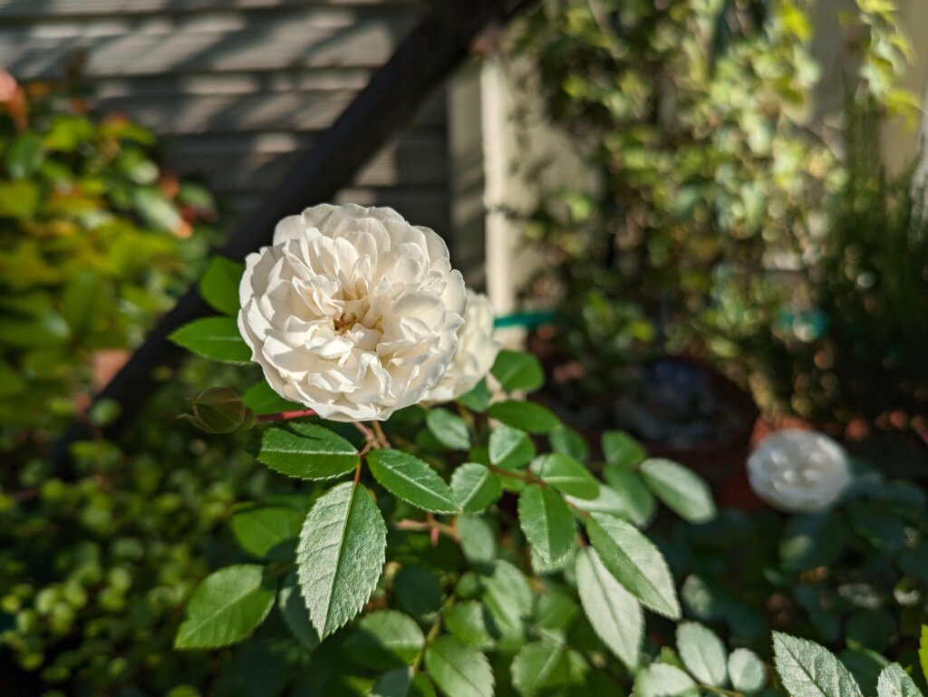 直射日光の白い花2