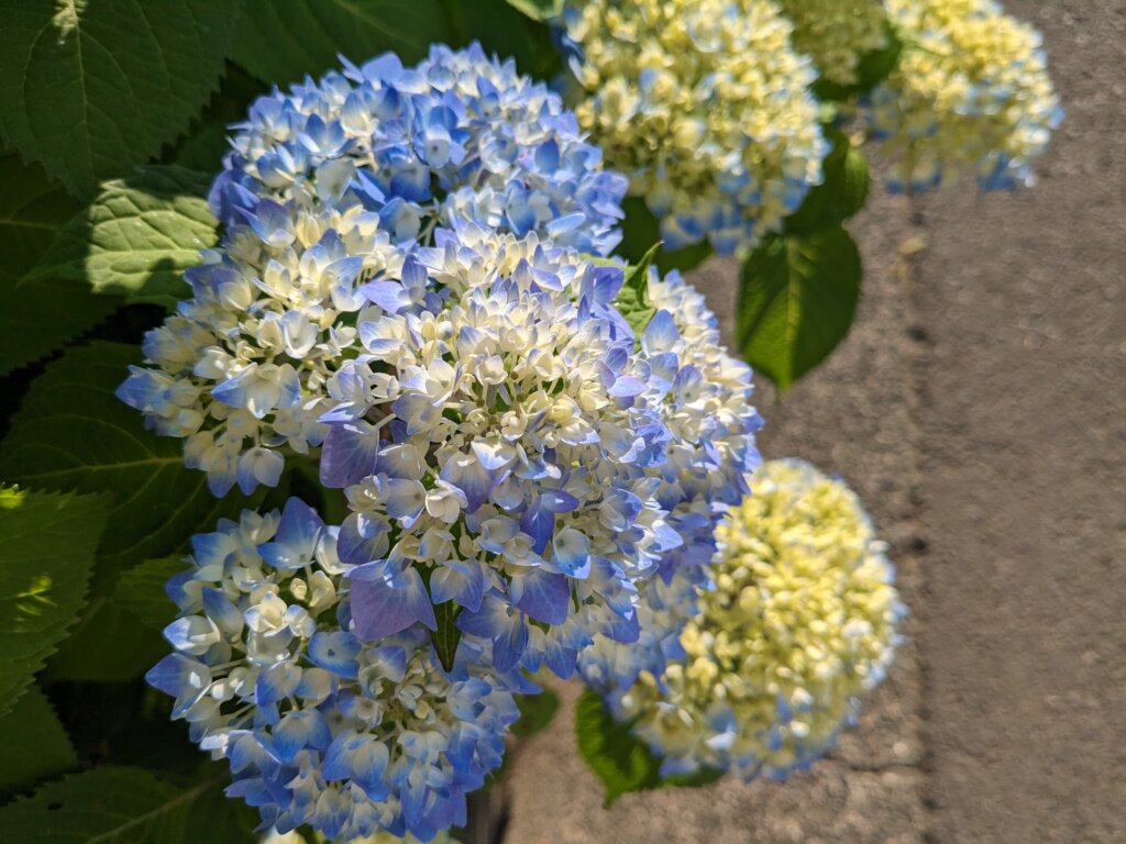 青い紫陽花1