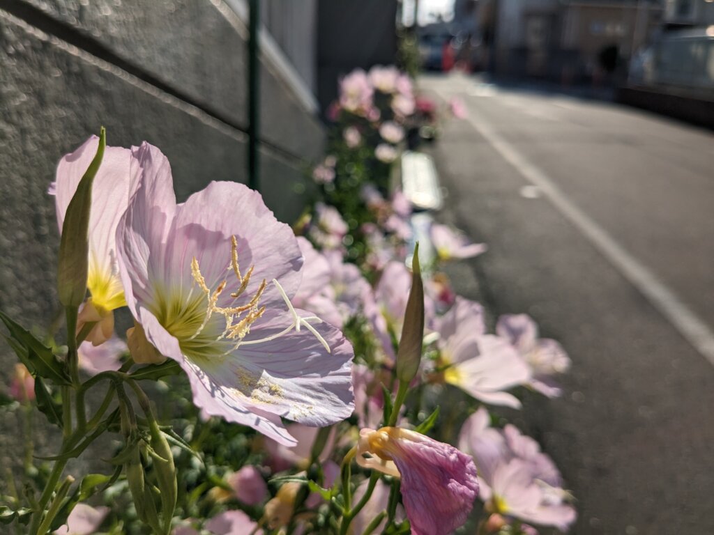 薄いピンクの花1