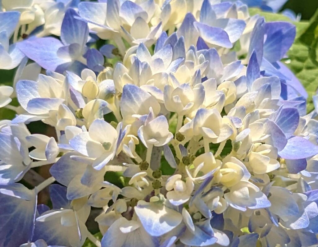 青い紫陽花拡大1