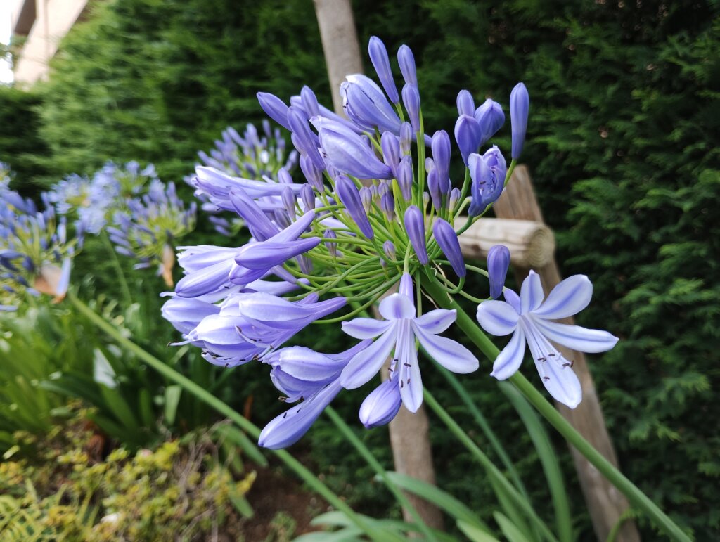 青紫の花3