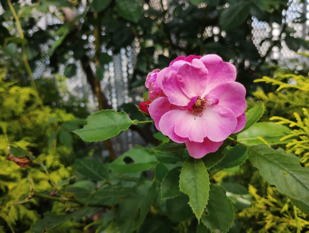 赤×ピンクの花