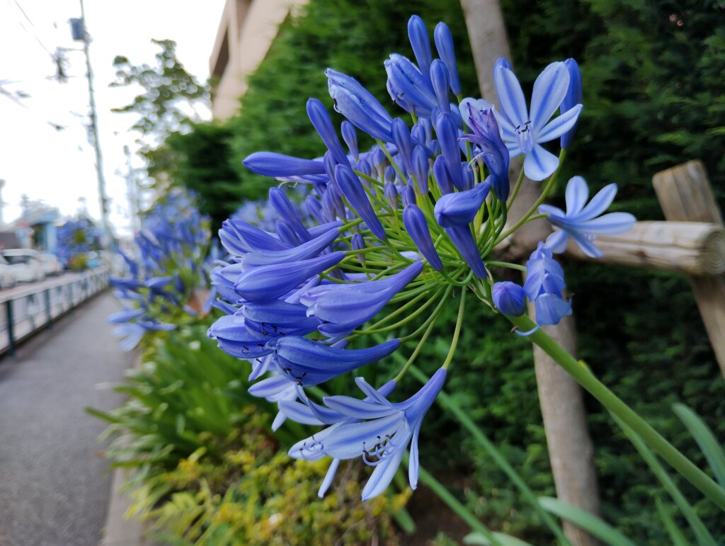 青紫の花1