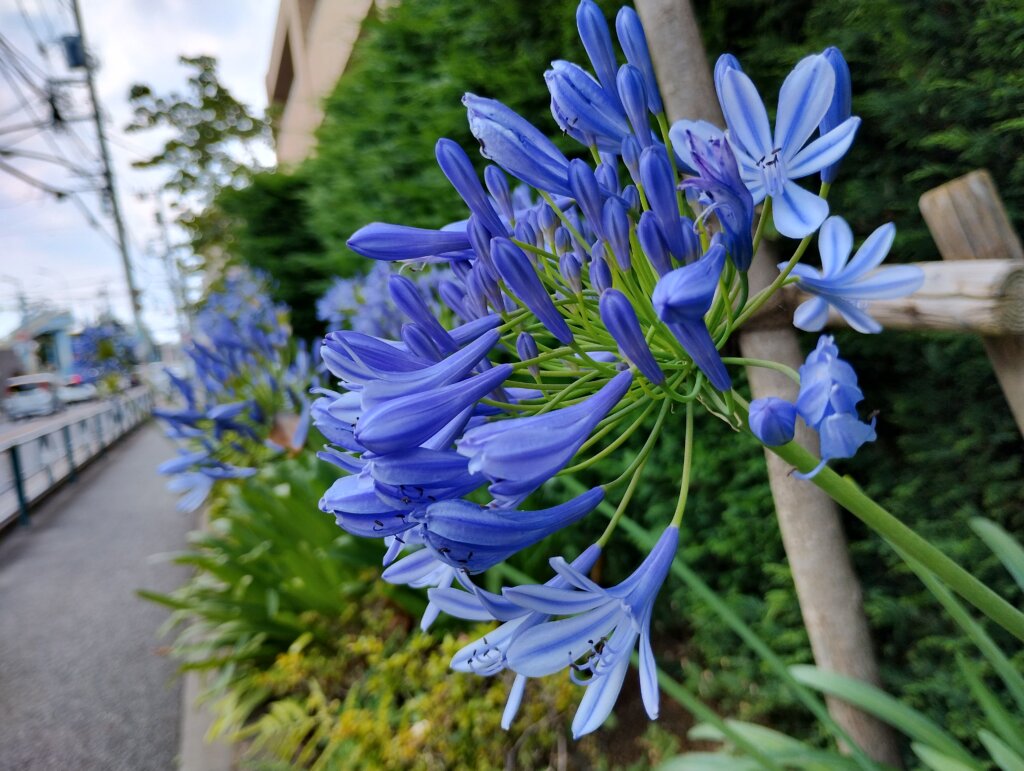 青紫の花HDR