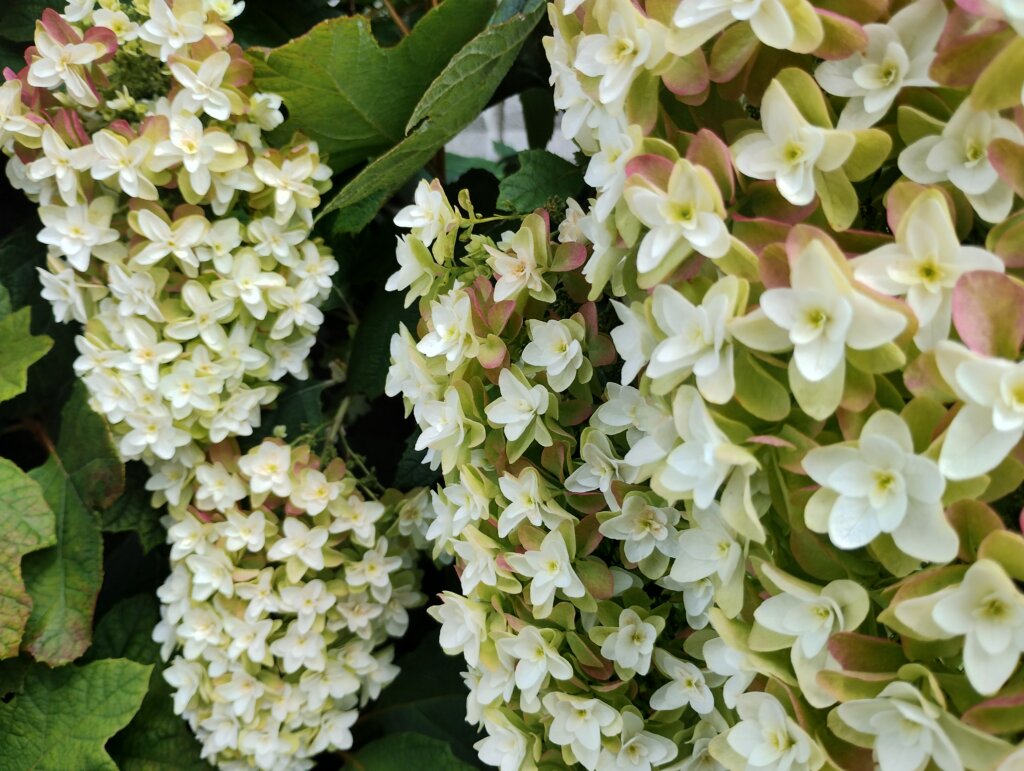 白い小さい花
