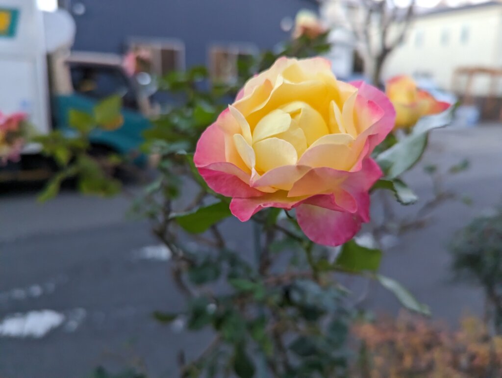 写真4