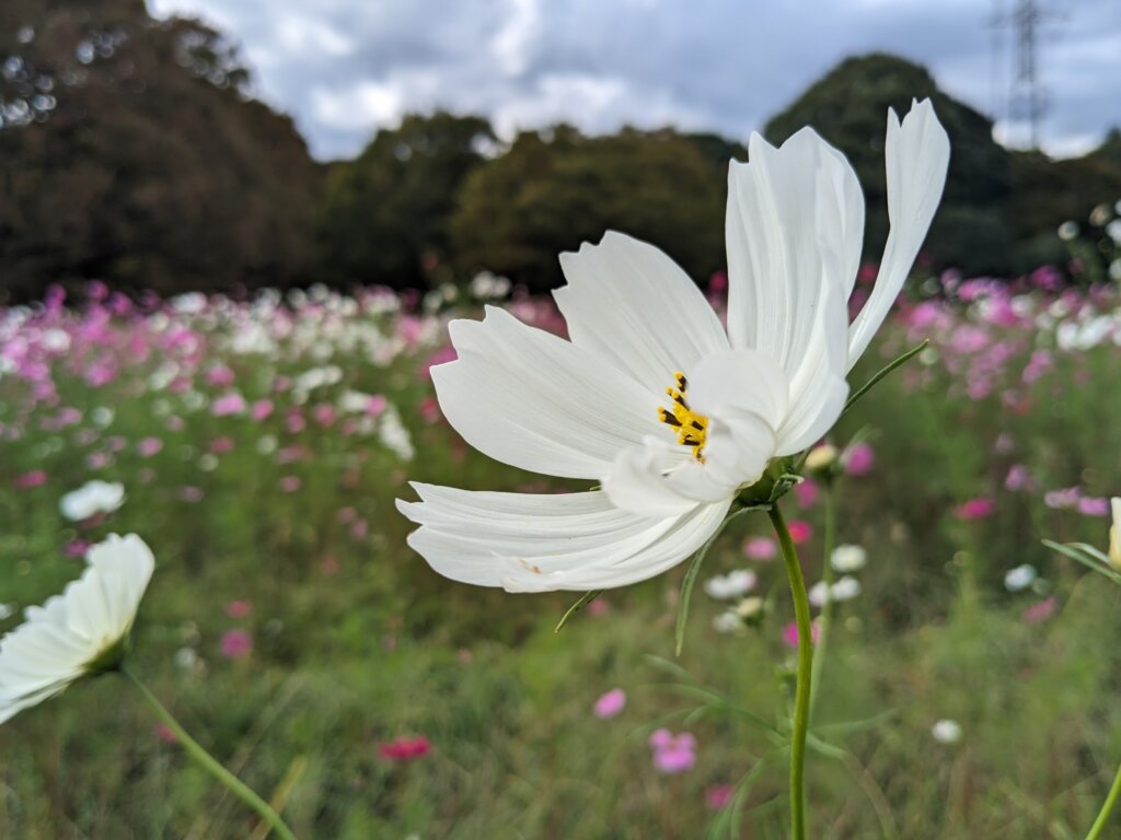 白いコスモス2
