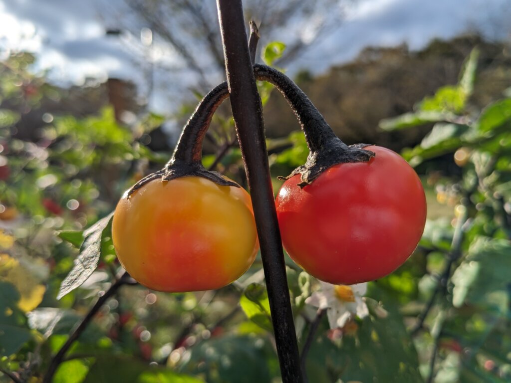 食べられないなす2