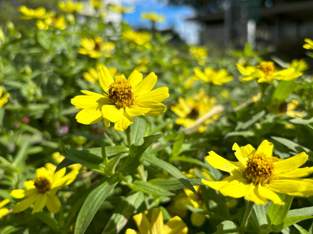 黄色い花2
