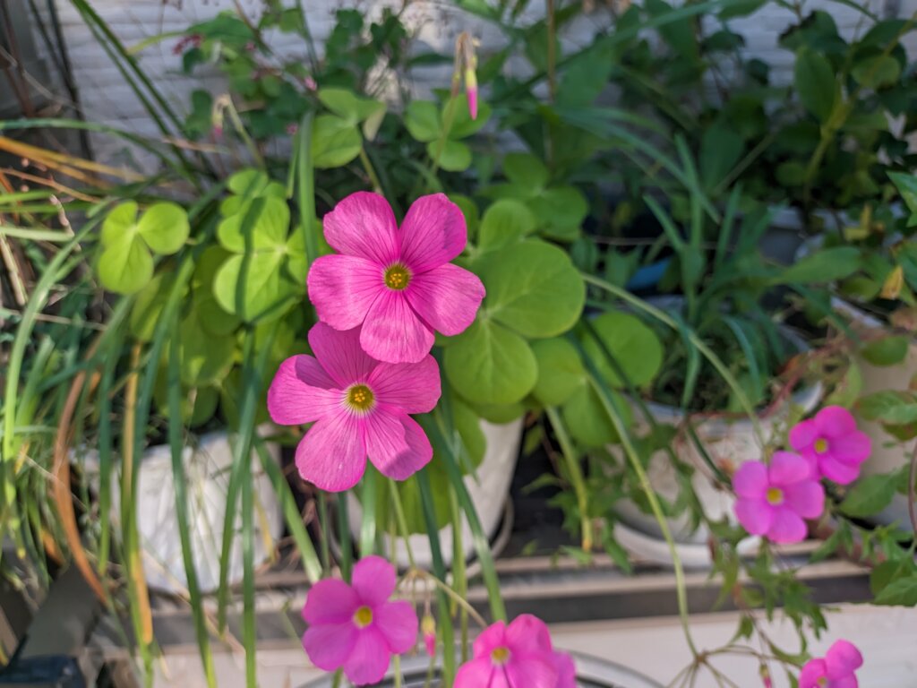 濃いピンクの花