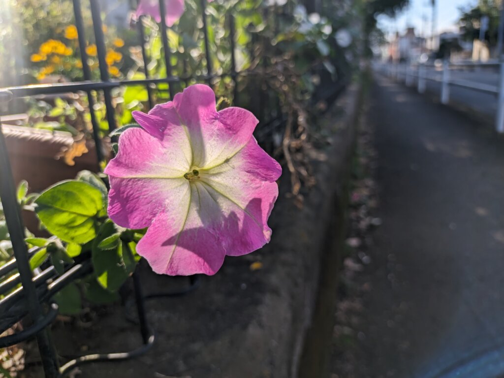 薄いピンクの朝顔