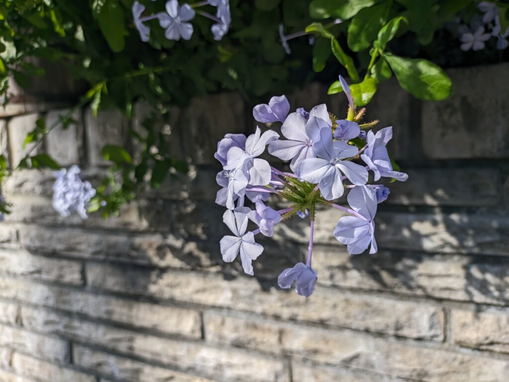 薄い紫の花