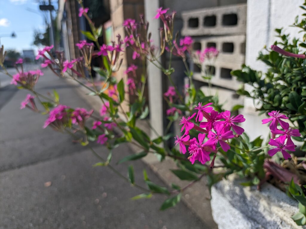 ピンク紫の小さい花