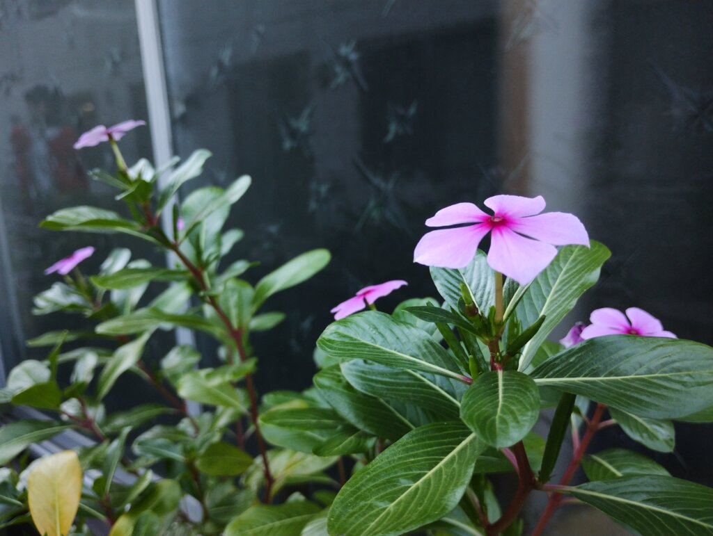 うすピンクの花1