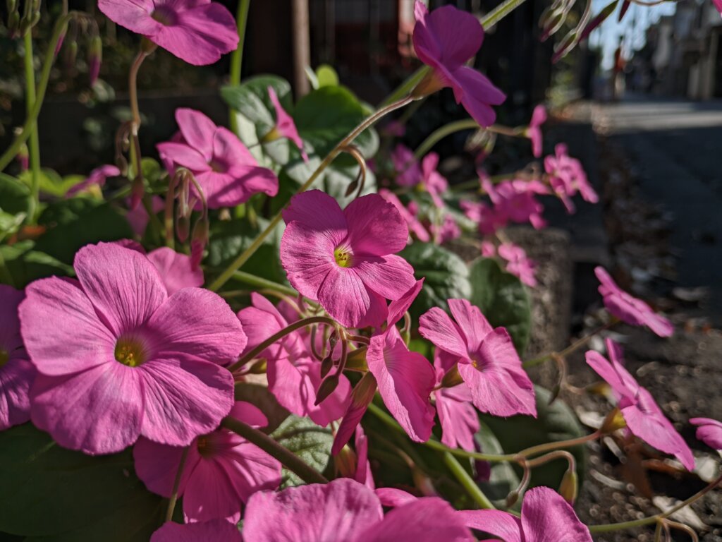 夕日ピンクの花