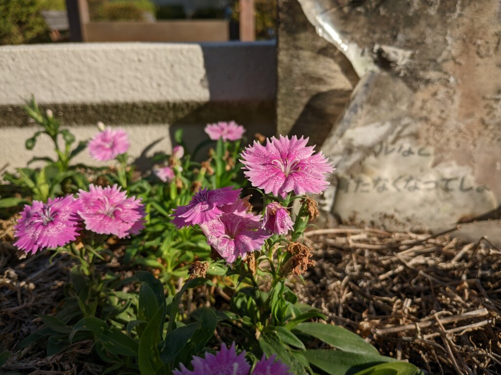 ピンクのギザギザの花