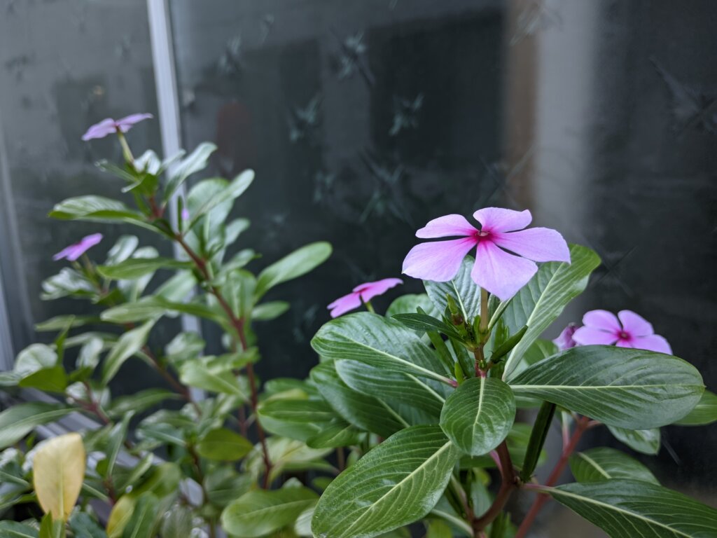 うすピンクの花2
