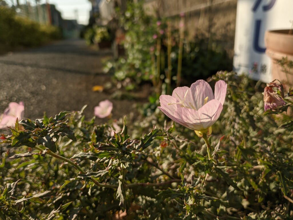 夕日とピンクの花